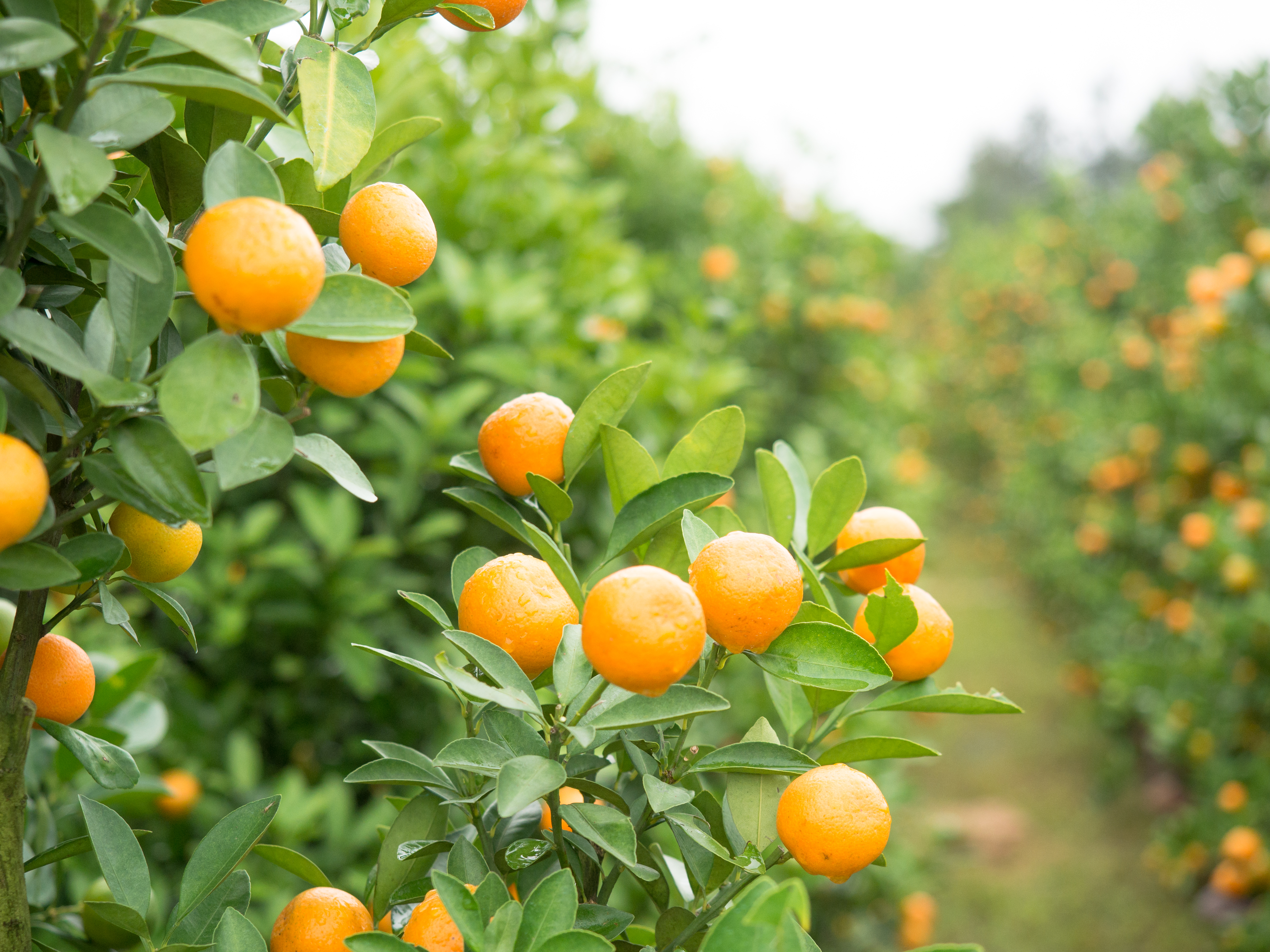 hunter fruit tree agro branch bitter basf agricultural tangerines citrus foliage solutions